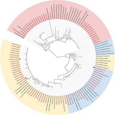 Characterization of the VP2 and NS1 genes from canine parvovirus type 2 (CPV-2) and feline panleukopenia virus (FPV) in Northern China